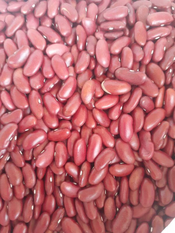 ID 600 - ARGENFOOD SRL - Poroto Dark Red Kindey (DRK) - Destino: España