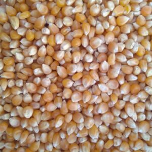 ID 611 - ELEMENTA FOODS - POPCORN - DESTINO: EGYPTO
