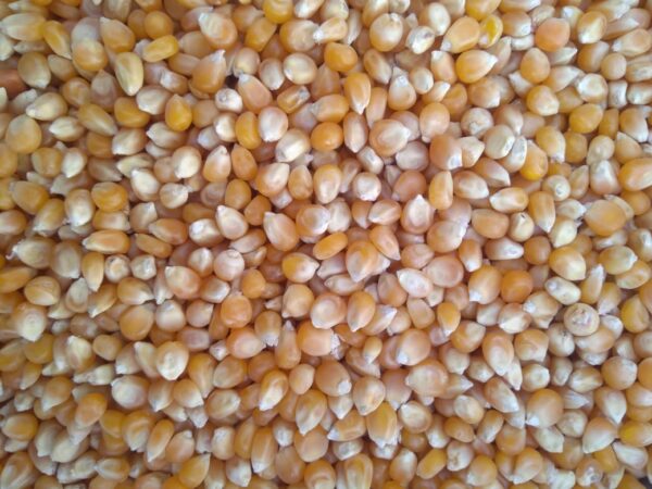 ID 611 - ELEMENTA FOODS - POPCORN - DESTINO: EGYPTO