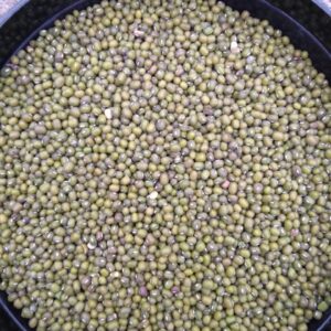 ID 633 - MS AGRO SRL - POROTO MUNG - DESTINO: VIETNAM