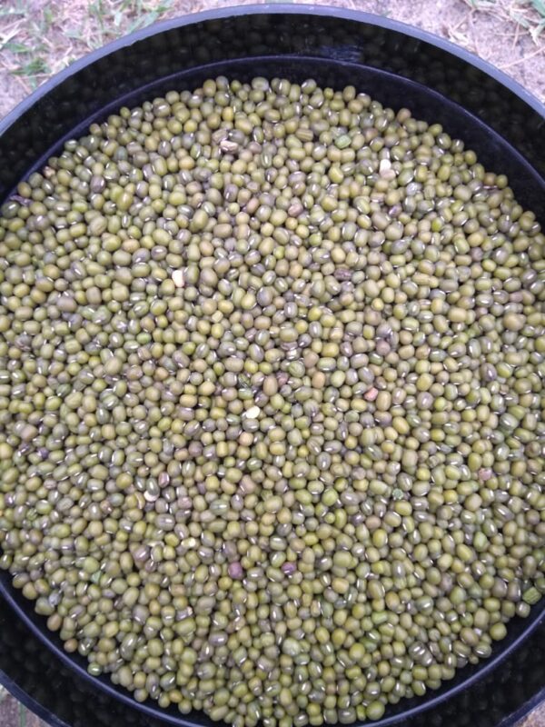 ID 633 - MS AGRO SRL - POROTO MUNG - DESTINO: VIETNAM