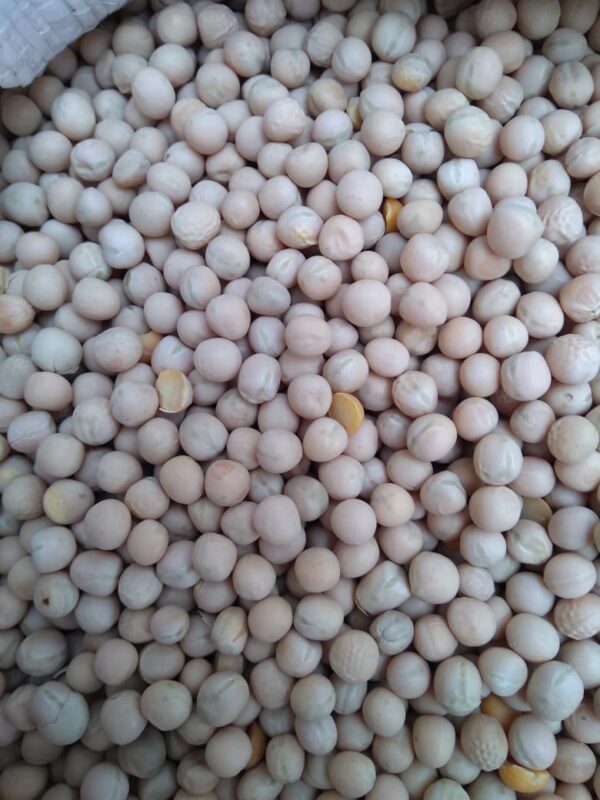 ID 630 – ELEMENTA FOODS – WHOLE YELLOW PEAS- DESTINO: QINGDAO