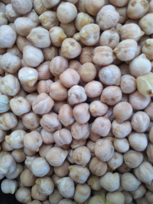 ID 638 -MS AGRO SRL- GARBANZO 8 MM - DESTINO REINO UNIDO