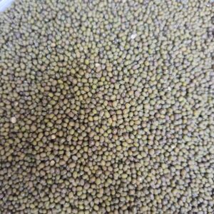 ID 641-MS AGRO SRL- POROTO MUNG - DESTINO VIETNAM