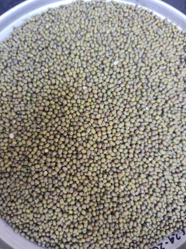 ID 641-MS AGRO SRL- POROTO MUNG - DESTINO VIETNAM