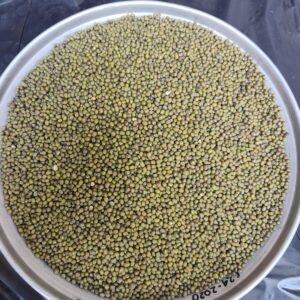 ID 642 - MS AGRO SRL- POROTO MUNG - DESTINO VIETNAM