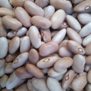 ID 729 - 10.07.2023 - CANELA BEANS - DESTINO: LISBOA