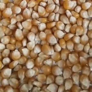 ID 747 – Agropecuaria Carpediem SA – Popcorn – 28.08.2023 2x20 (Orden ACD230804 A)