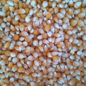 ID 735 - MAN AGRO SA - MAÍZ PISINGALLO (4X20) DESTINO LOME / TOGO