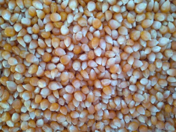 ID 735 - MAN AGRO SA - MAÍZ PISINGALLO (4X20) DESTINO LOME / TOGO