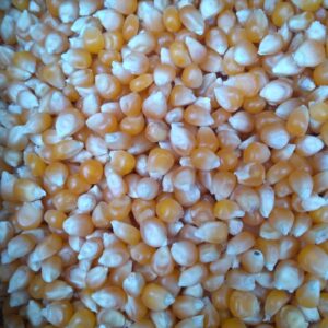 ID 742 - Popcorn - Destino Peru -17.08.23