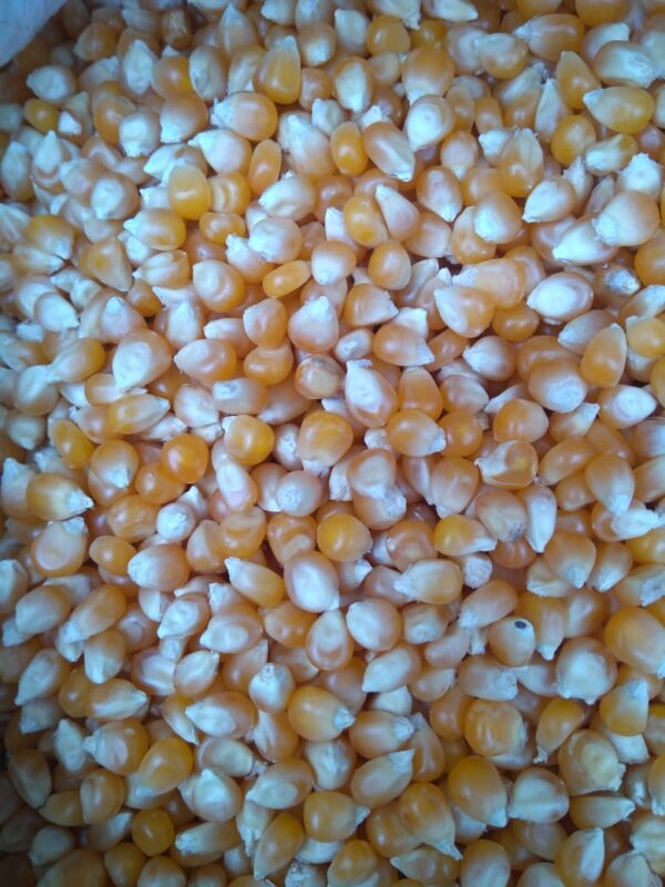 ID 742 - Popcorn - Destino Peru -17.08.23