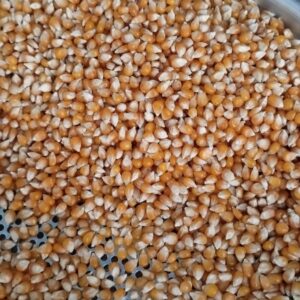 ID 749 - POPCORN 04.09.23 - DESTINO NEPAL