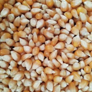 ID 755 - Popcorn - Destino Ecuador 18.09.2023