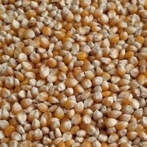 ID 751 - POPCORN 11.09.23 - DESTINO NEPAL