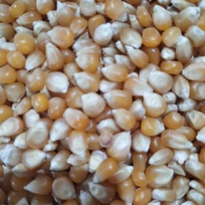 ID 765 - Popcorn - Destino Lebanon 06.10.2023
