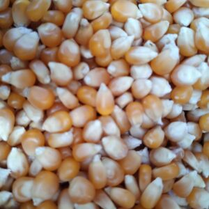 ID 773 - Popcorn - Destino Republica Dominicana 18.10.2023