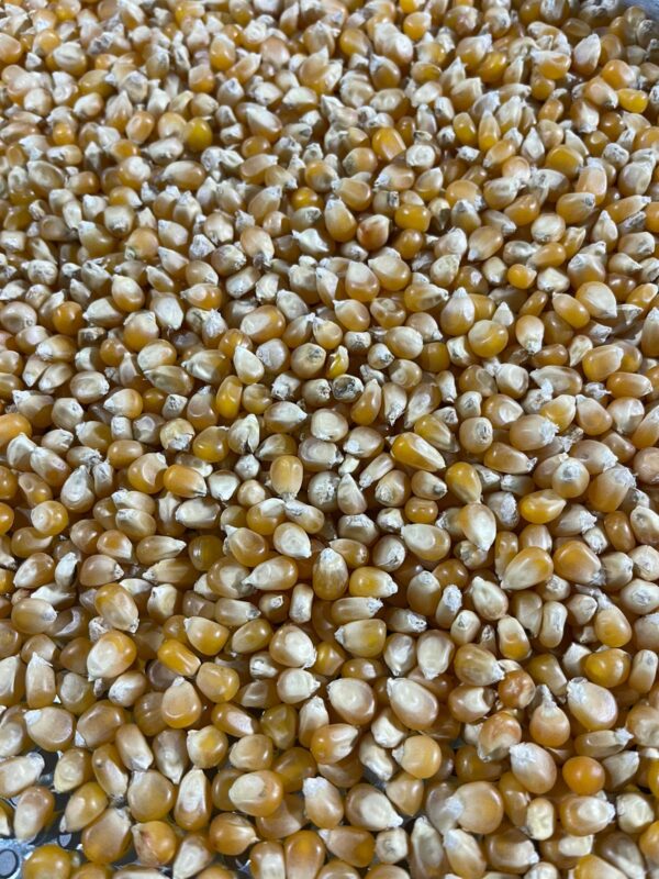 ID 779 - Popcorn - Destino Croacia -  03.11.2023