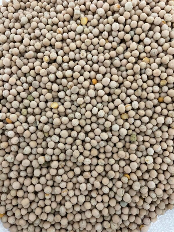 ID 782 - Yellow Peas - Destino Venezuela - 09.11.2023