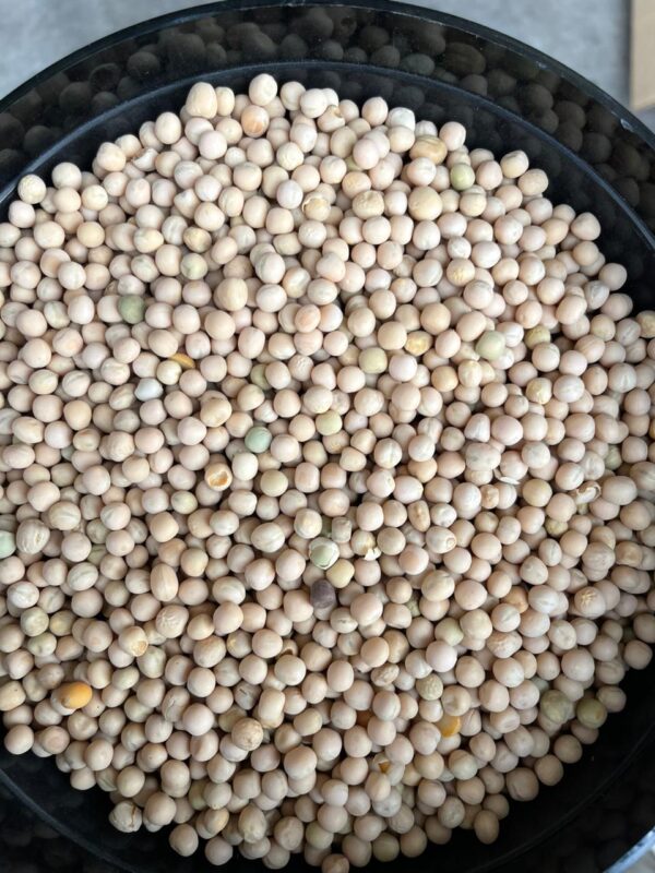 ID 819 - SOUTHERN SEEDS PRODUCTION S.A. - Arveja Amarilla - Destino: India