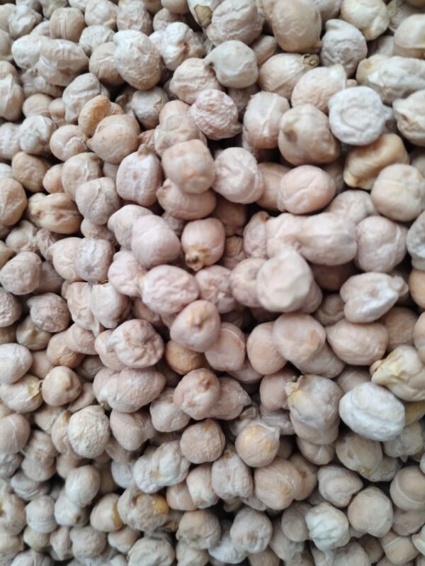 ID 822 – MS Agro SRL – Garbanzo 8mm – Destino: Turquía