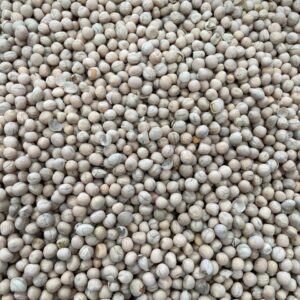 ID 832 - SOUTHERN SEEDS PRODUCTION S.A. (SSP) - Arveja Amarilla - Destino India 10x20