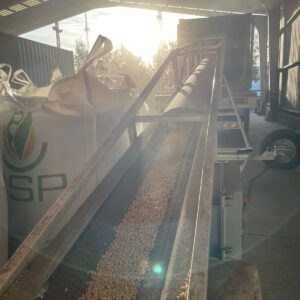 ID 834[1]  - SOUTHERN SEEDS PRODUCTION S.A. (SSP) - Arveja Amarilla 3x20 - Destino India