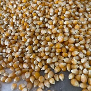 ID 861 - Elementa Foods Argentina SA - Maíz Pisingallo - Destino: Ecuador