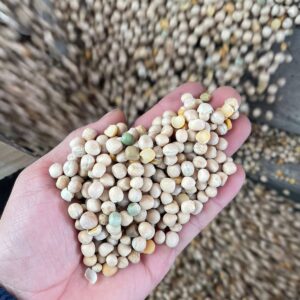 ID 834[2] - SOUTHERN SEEDS PRODUCTION S.A. - ARVEJA AMARILLA 5X20 - DESTINO: INDIA