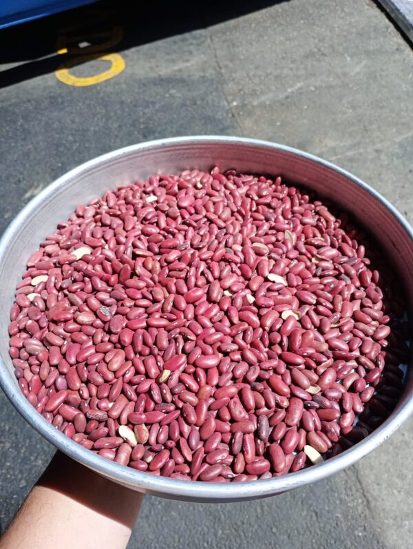 ID 920 - DELOTTE SA - POROTO  DARK RED KIDNEY BEANS - DESTINO: PORTUGAL