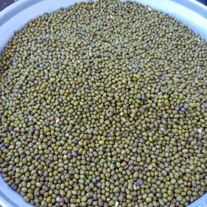 ID 972- TIERRA LEJANA - Poroto Mung - Ord de Trabajo 544 - Grado 1 y 2