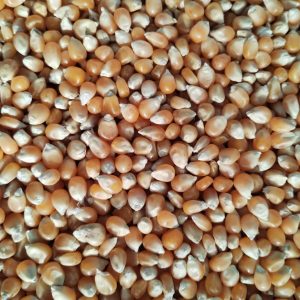 ID 979 - Elementa Foods Argentina SA - Maíz Pisingallo (CTR 339B/2024) - Destino: Marruecos