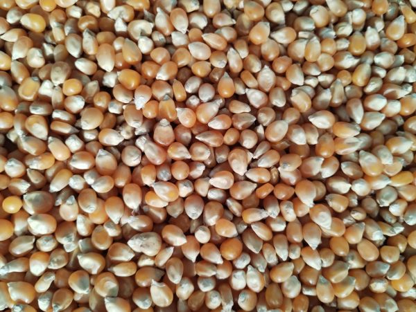 ID 979 - Elementa Foods Argentina SA - Maíz Pisingallo (CTR 339B/2024) - Destino: Marruecos