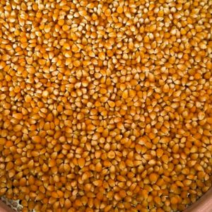 ID 987 - ELEMENTA FOODS ARGENTINA SA - MAÍZ PISINGALLO (CTR 339C/2024) - DESTINO: MARRUECOS