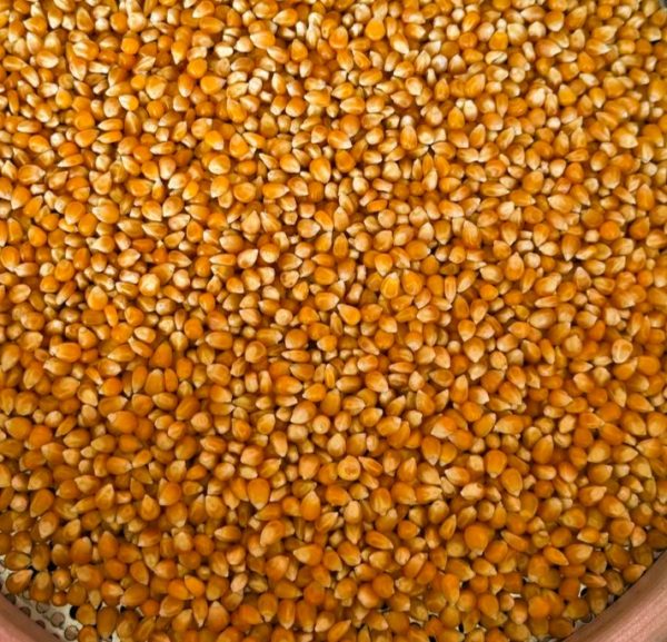 ID 987 - ELEMENTA FOODS ARGENTINA SA - MAÍZ PISINGALLO (CTR 339C/2024) - DESTINO: MARRUECOS