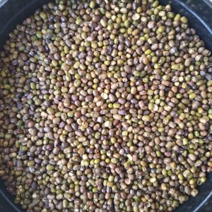 ID 986 - TIERRA LEJANA SA - POROTO MUNG (0548) - DESTINO: VIETNAM