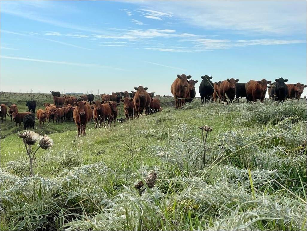 Graciela Vassolo - SELLO GRASS FED - Image 4