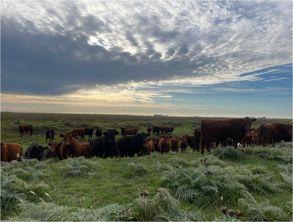 Graciela Vassolo - SELLO GRASS FED - Image 2