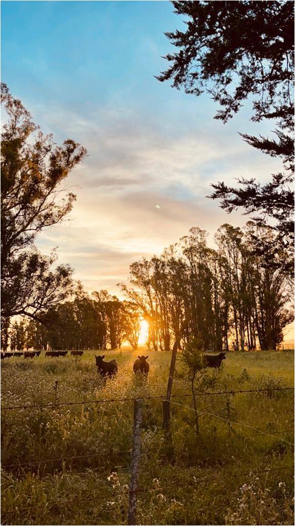 Graciela Vassolo - SELLO GRASS FED - Image 3