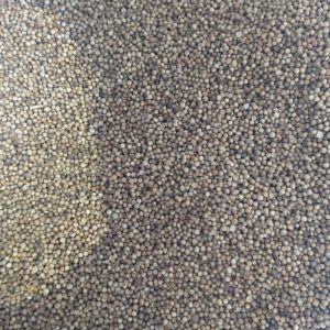 ID 1162- Elementa Foods - Coriandro - Destino: Sri Lanka (CTR 415/2025)