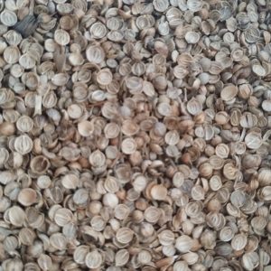 ID 1219 - Elementa Foods - Coriandro Partido (CTR 447-2025) - Destino: Sudáfrica