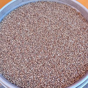 ID 1250 - Elementa Foods Argentina - Coriandro - CTR 430A2025 - Destino: Sri Lanka