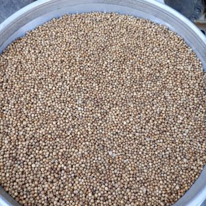 ID 1257- Elementa Foods Argentina - Coriandro Entero - Destino: Sri Lanka - CTR 429B/2025