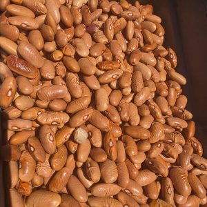 ID 1298 - El Campo SA - Poroto Canela - 2x20 - Destino: Portugal